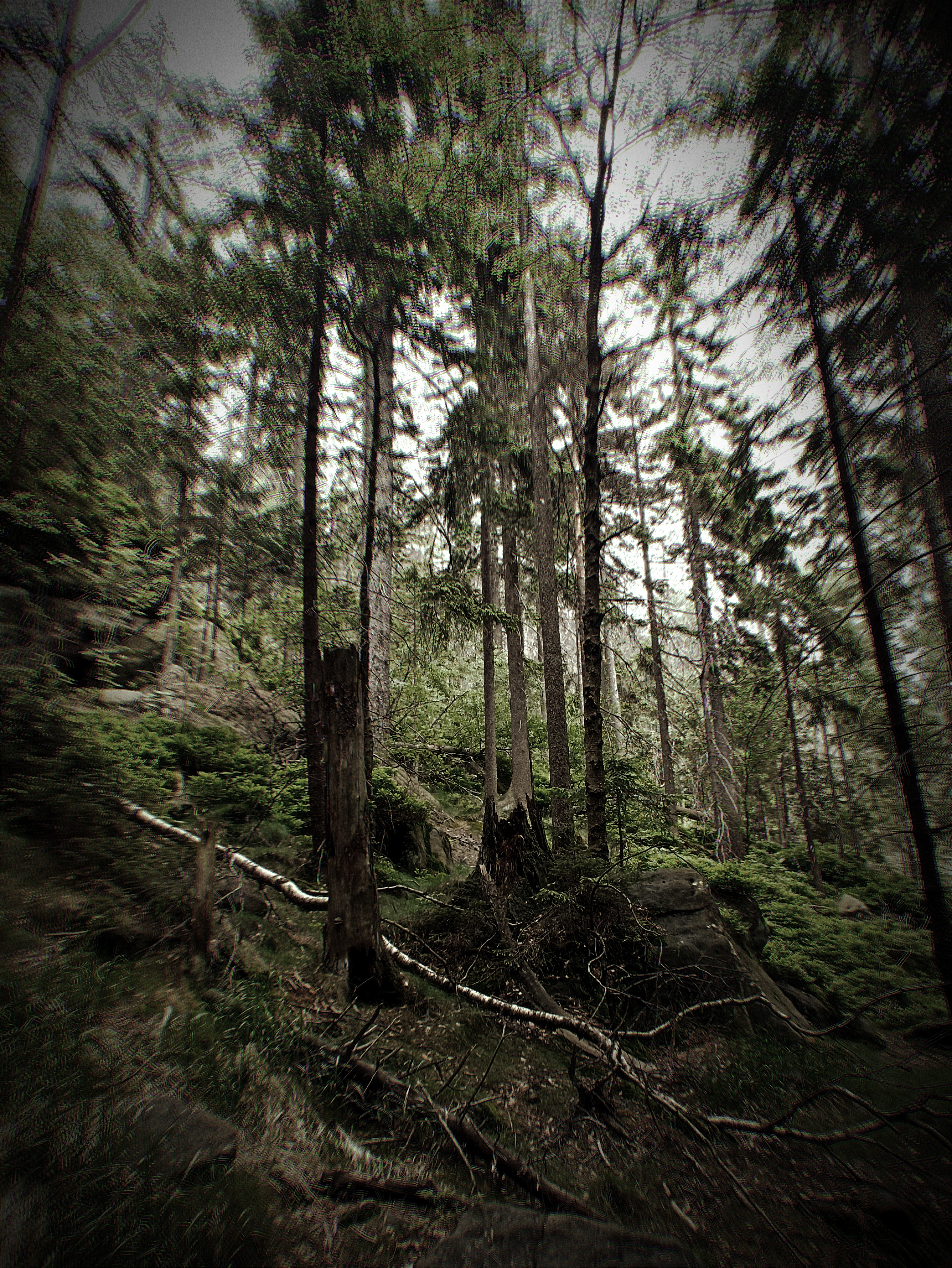 Forest Canopy